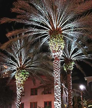 Medjooled Palms LED